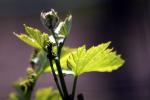 springtime, plant, vine, leaves, Bennett Valley, Sonoma County, California, FAVD01_204