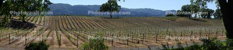 Rows, Glen Ellen, Sonoma Valley, Sonoma County, California, Panorama, FAVD01_211