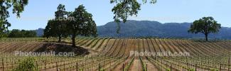Vine Rows, hills, Glen Ellen, Sonoma Valley, Sonoma County, Panorama, FAVD01_212