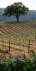 Vine Rows, hills, Glen Ellen, Sonoma Valley, Sonoma County, Panorama, FAVD01_214