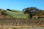 Paso Robles Wine Country, FAVD01_234