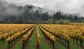 Sonoma County wine country, vineyards, autumn, FAVD01_276