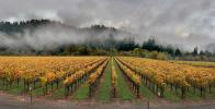 Sonoma County wine country, vineyards, autumn, FAVD01_277