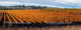 Vineyards, Laguna de Santa Rosa, California, FAVD01_279