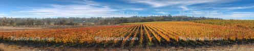Vineyards, Laguna de Santa Rosa, California, FAVD01_280