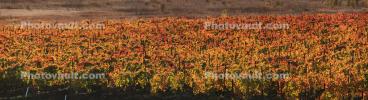 Vineyards, Laguna de Santa Rosa, California, FAVD01_283