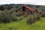 Barn, Olive Trees, yellow flowers