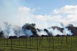 Burning off detritus from a Vineyard, Smoke