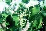 White Wine, Leaves, Grape Cluster, FAVV01P01_08