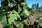 White Wine, Leaves, Grape Cluster, FAVV01P01_09.0943