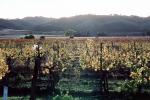 after the harvest, hills, Livermore Valley, FAVV01P01_17