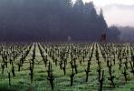 vineyard in the winter, hills, fog, trees