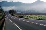 Rows of Vines, hills, mountains, Silverado Trail, highway, road, barn, FAVV01P05_16