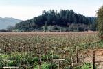 Vines, hills, mountains, forest, FAVV01P06_03