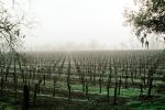 Rows of Vines, fog, trees, FAVV01P06_07