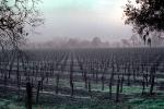 Rows of Vines, fog, trees, FAVV01P06_08