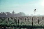 Rows of Vines, fog, trees, propeller, Wind Machine