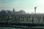 Rows of Vines, fog, trees, propeller, Wind Machine, FAVV01P06_11