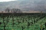 Rows of Vines, trees, hills
