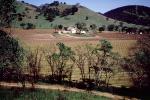 Rows, hills, mountains, Calistoga, FAVV01P15_11