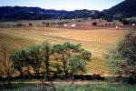Rows, hills, mountains, Calistoga, FAVV01P15_14