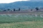 vineyards, sprinklers, irrigation, Vanishing Point, Rows, FAVV02P03_14