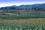 vineyards, sprinklers, irrigation, Vanishing Point, Rows, FAVV02P03_15