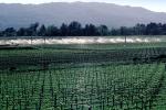 vineyards, sprinklers, irrigation, FAVV02P04_02
