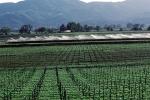 vineyards, sprinklers, irrigation, watering, FAVV02P04_05