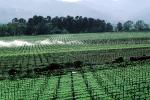 vineyards, sprinklers, irrigation, watering, FAVV02P04_09