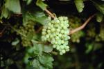 White Grapes, Grape Cluster, FAVV02P10_15.0943
