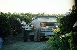 White Grapes, Coachella Valley, California, FAVV02P11_07