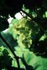 White Grapes, Coachella Valley, California, Grape Cluster, FAVV02P12_04