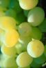 white grape, White Grapes, Grape Cluster, close-up