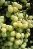 white grape, White Grapes, Grape Cluster