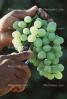 white grape, White Grapes, Grape Cluster, FAVV02P12_08B