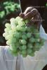 white grape, Grape Cluster