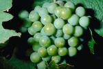 White Grapes, Grape Cluster, FAVV02P15_16.0943