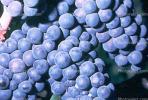 Red Grapes, Grape Cluster, FAVV03P01_04B