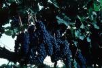 Red Grapes, Grape Cluster, FAVV03P01_05