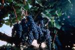 Red Grapes, Grape Cluster, FAVV03P01_06.0943