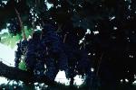 Grape Cluster, FAVV03P01_12