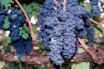 Red Grapes, Grape Cluster, FAVV03P01_16