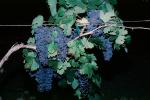 Red Grapes, Grape Cluster, FAVV03P02_02