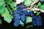 Red Grapes, Grape Cluster, FAVV03P02_04