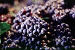Red Grapes, Grape Cluster, FAVV03P08_13