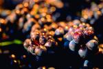 Red Grapes, Grape Cluster, FAVV03P08_14.0943