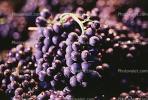 Red Grapes, Grape Cluster, FAVV03P08_15