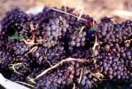 Red Grapes, Grape Cluster, FAVV03P08_16