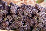 Red Grapes, Grape Cluster, FAVV03P09_04